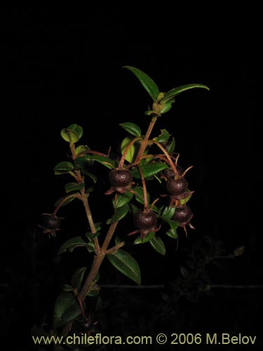 Ugni molinae의 사진